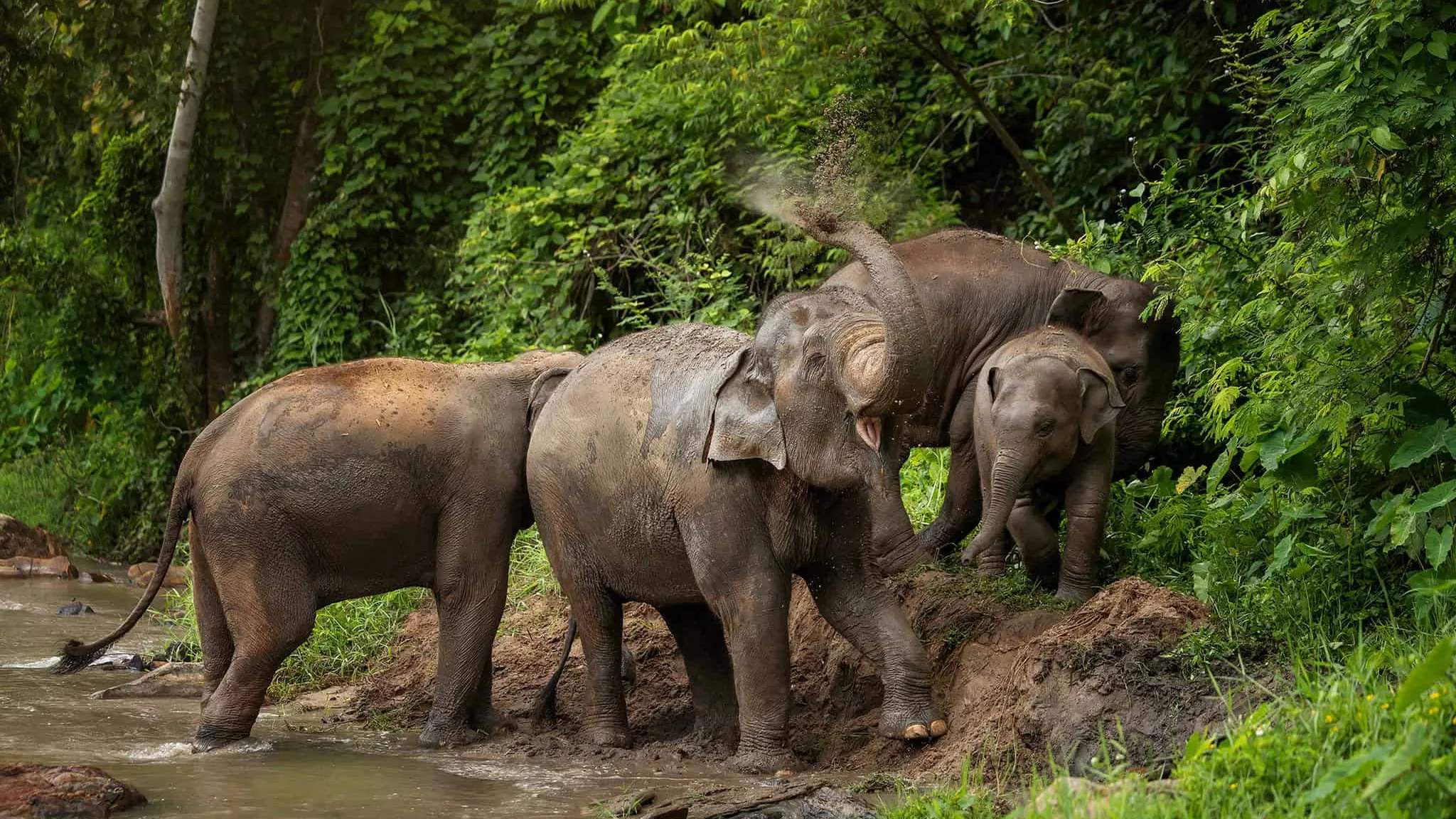 Elephants standing together beside a wooded stream at Elephant Jungle Sanctuary