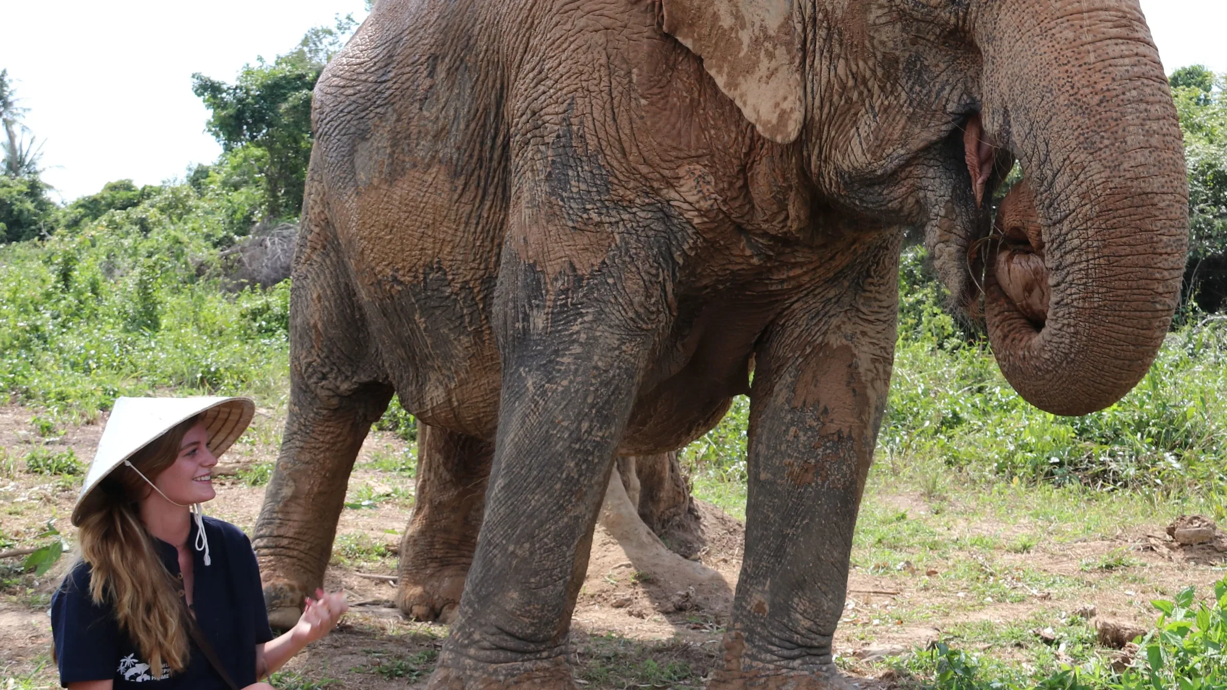 An elephant eating vegetation beside a visitor at Samui Elephant Home