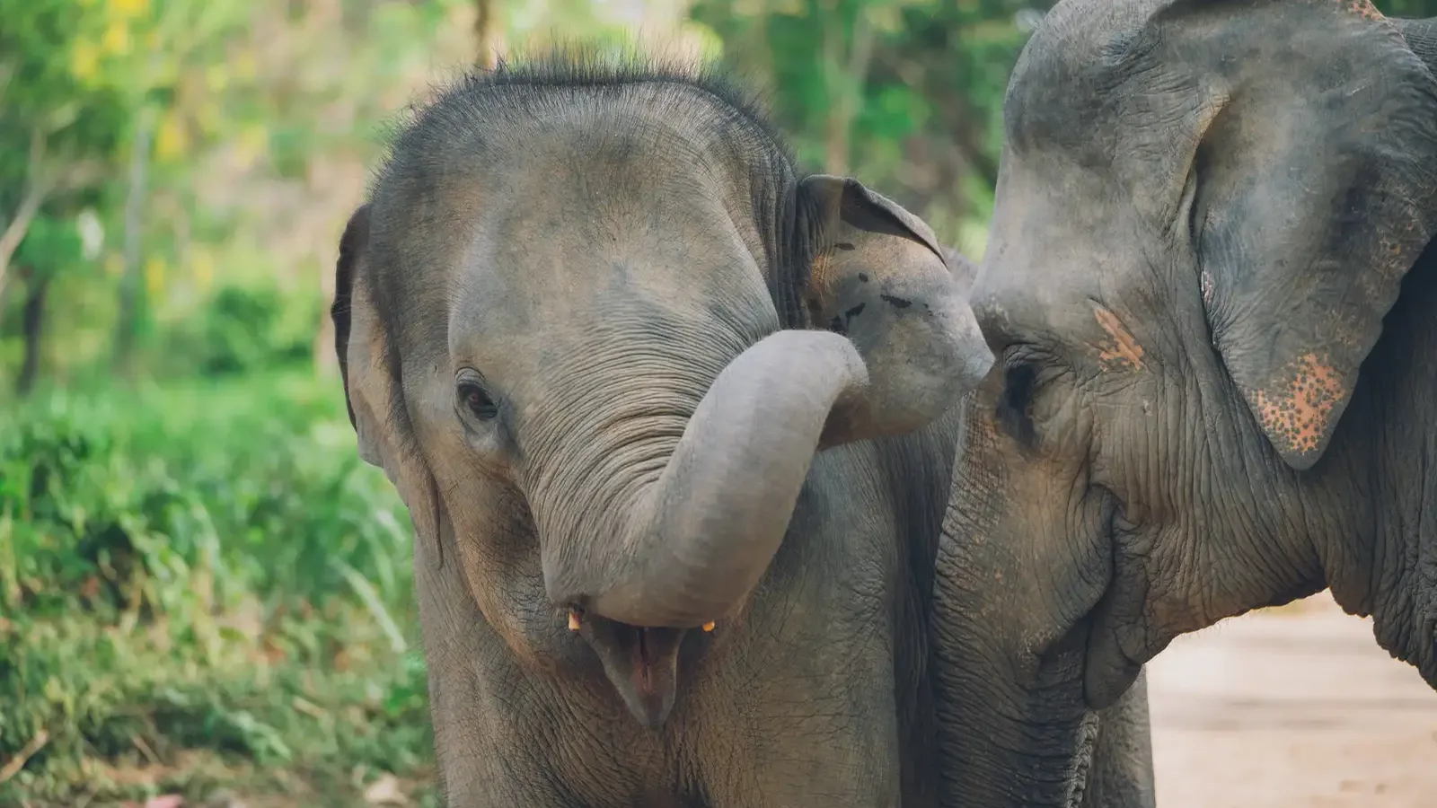 A young elephant beside an adult at Samui Elephant Kingdom