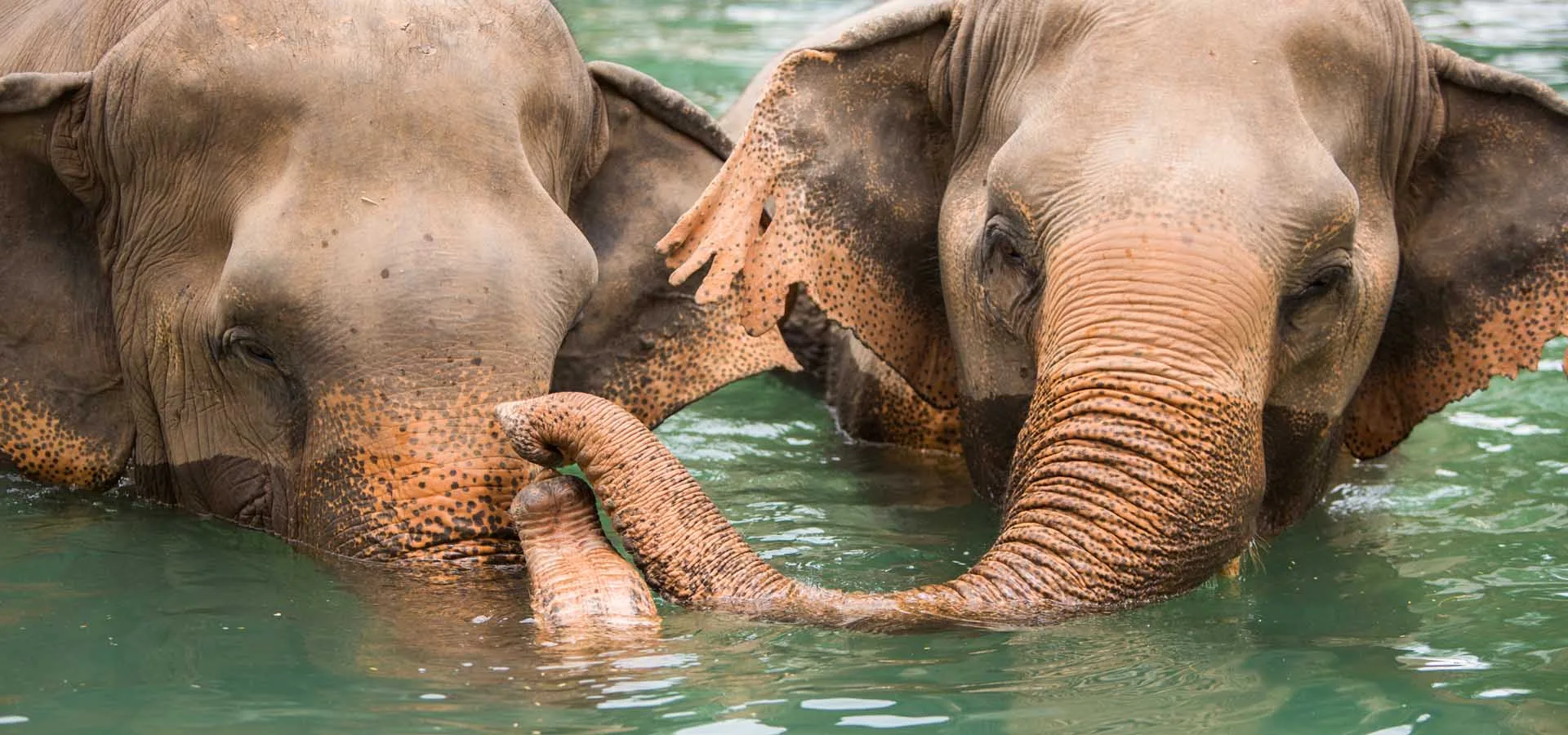 Two elephants together in a pool at Samui Elephant Sanctuary