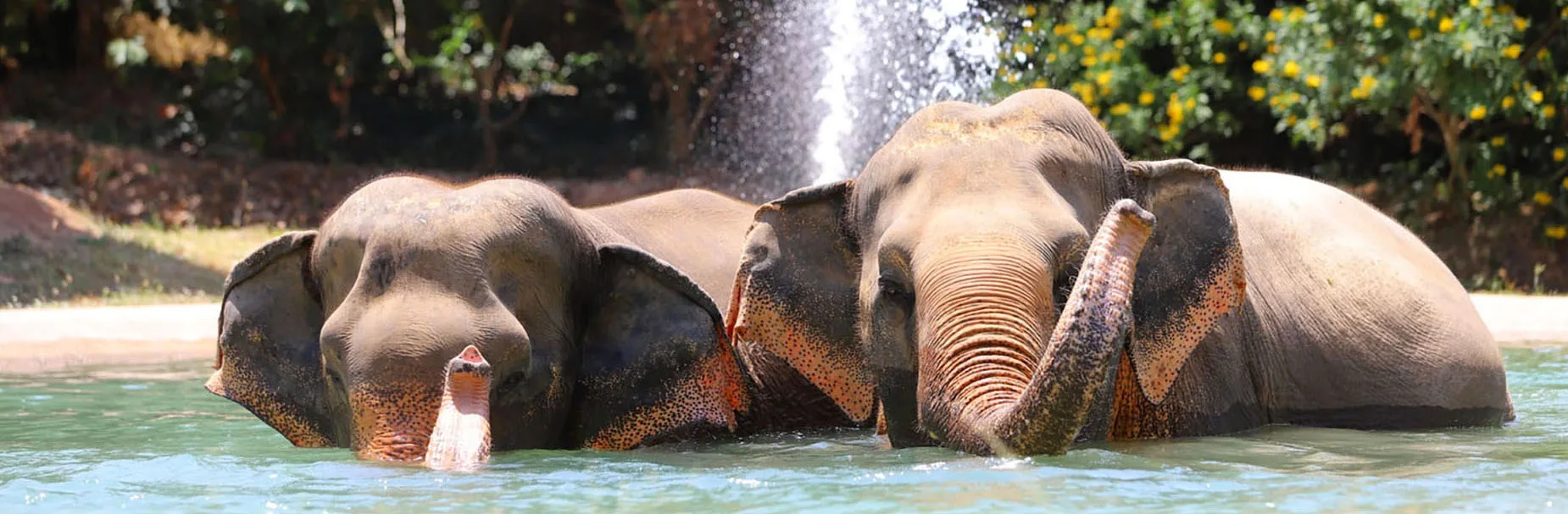 Elephants relaxing in a pool at Samui Elephant Sanctuary