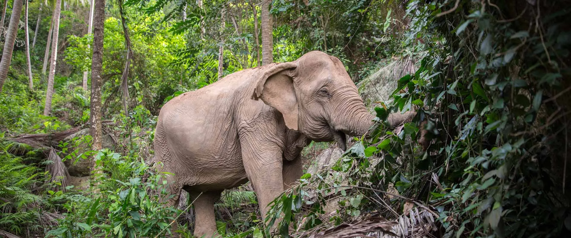 An elephant browsing among trees at Samui Elephant Sanctuary