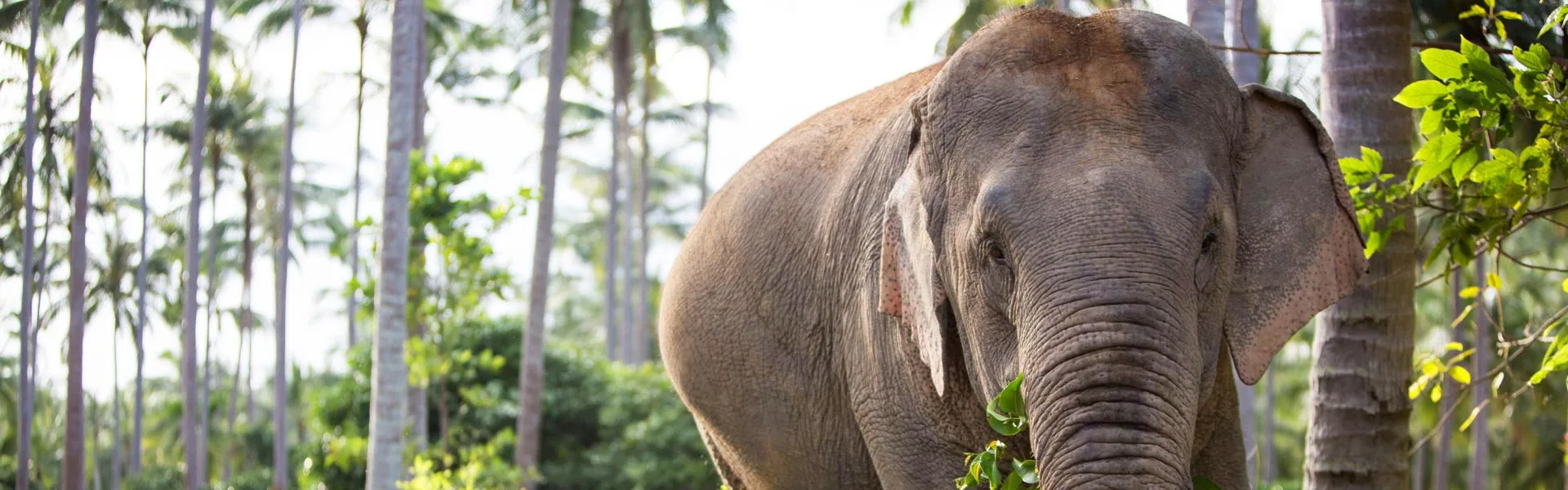 An elephant under palms at Samui Elephant Sanctuary