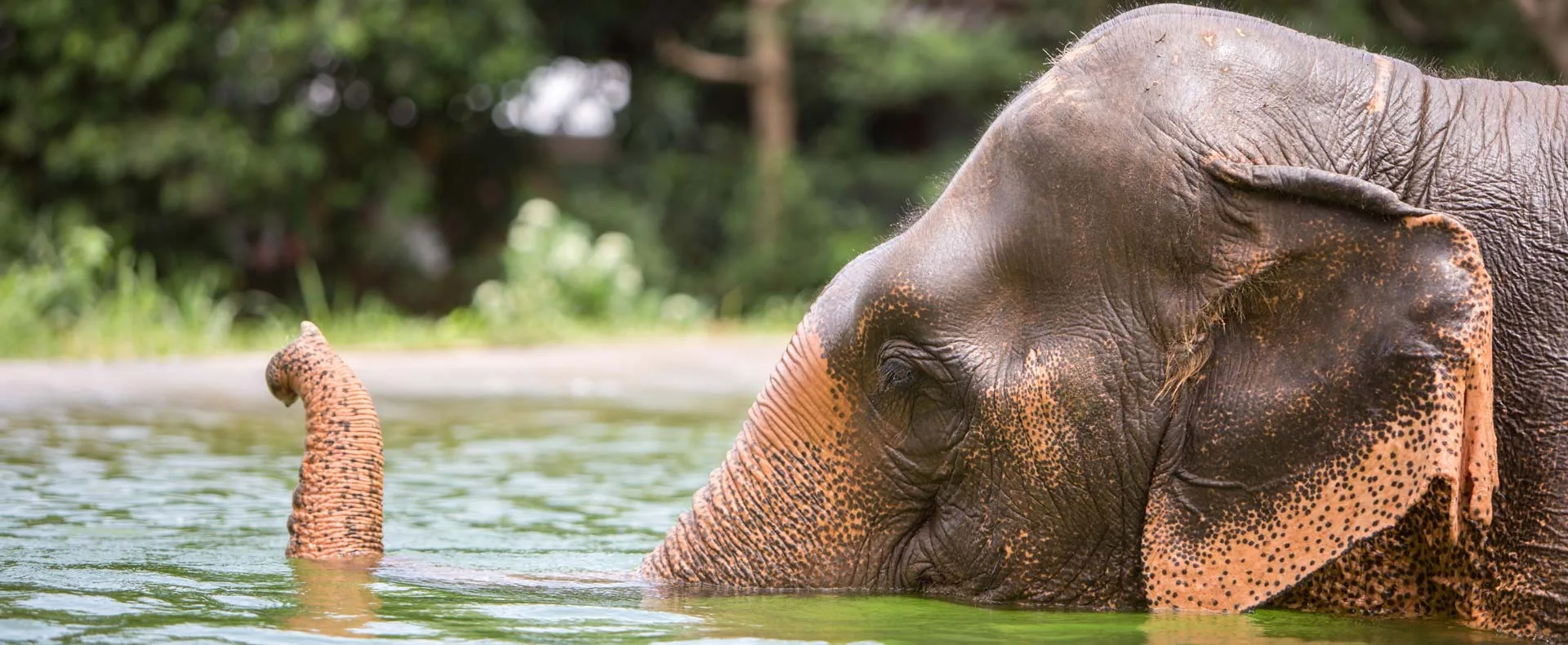 An elephant cooling off in a pool at Samui Elephant Sanctuary