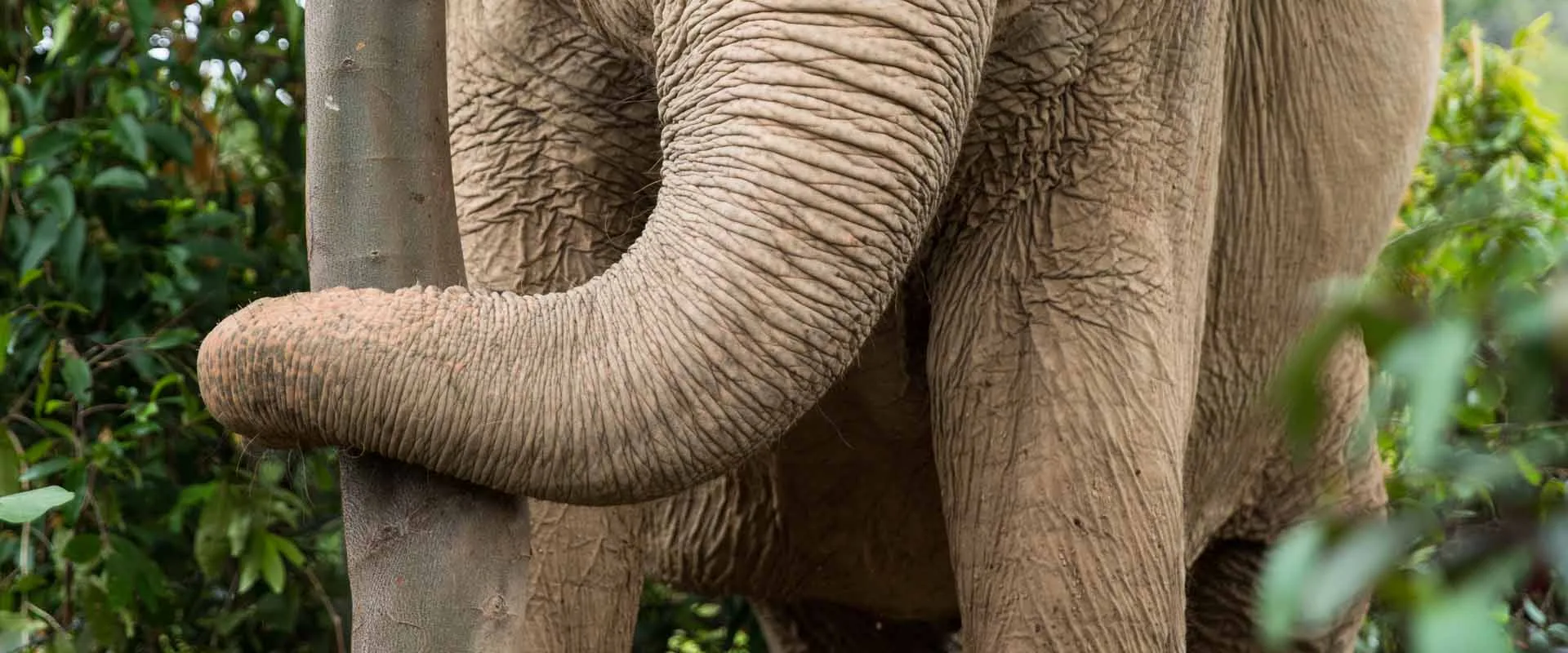 Close view of an elephant’s trunk at Samui Elephant Sanctuary