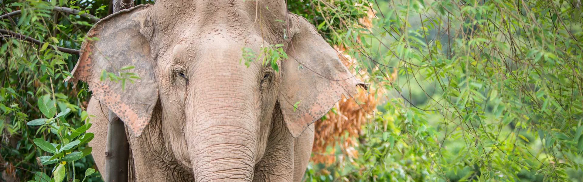 An Asian elephant among leafy trees at Samui Elephant Sanctuary