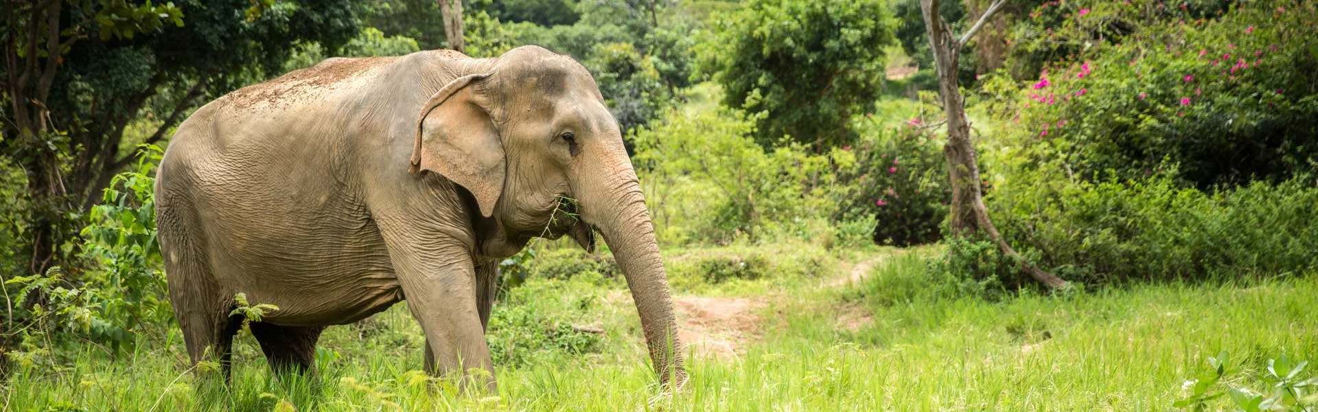 An elephant walking through green grounds at Samui Elephant Sanctuary